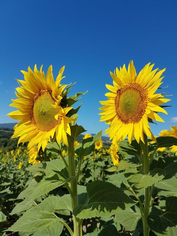 Agriturismo Il Catrino Ponteginori Zewnętrze zdjęcie